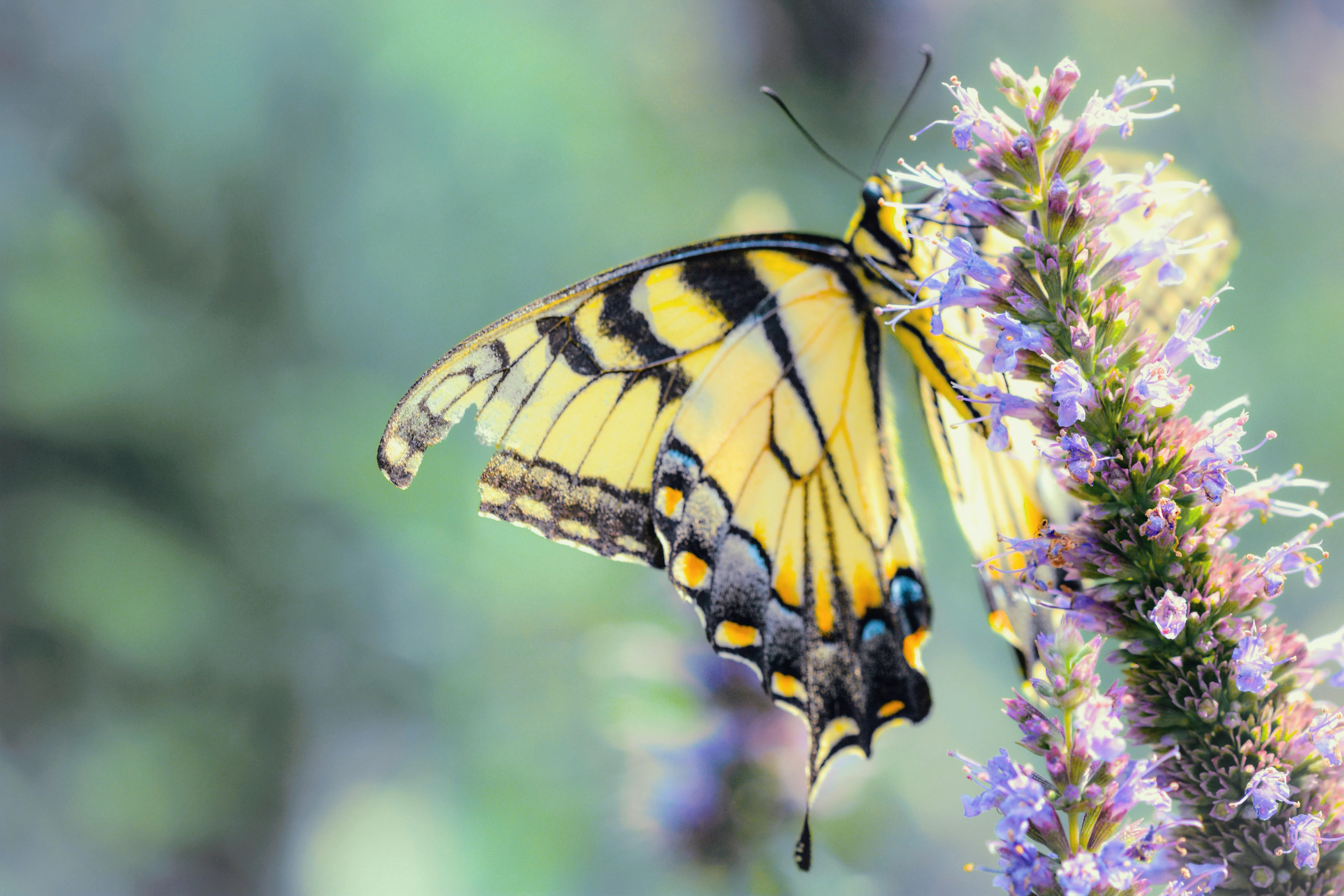 Broken Wings Carole Rose Dowhan